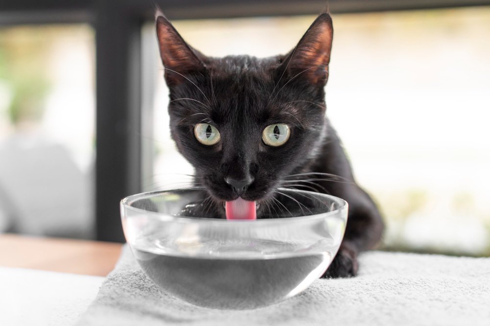 What’s The Role Of Hydration In My Pet’s Health?